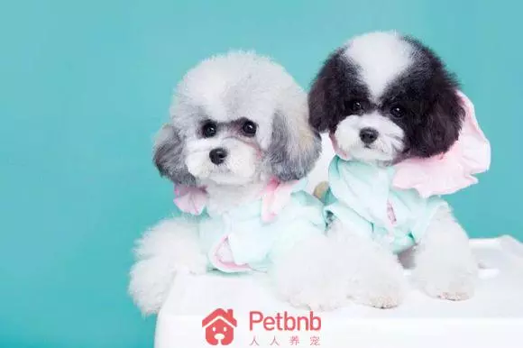 貴賓犬毛色大全!那些稀有色99%的人都沒見過哦~