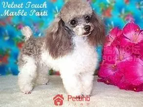 貴賓犬毛色大全!那些稀有色99%的人都沒見過哦~