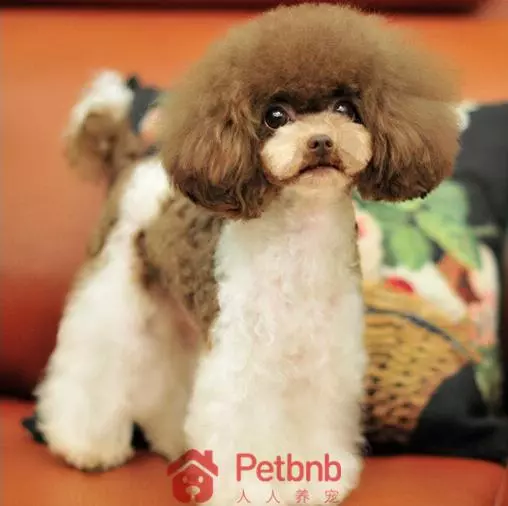 貴賓犬毛色大全!那些稀有色99%的人都沒見過哦~
