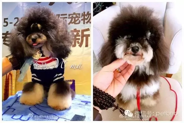 貴賓犬毛色大全!那些稀有色99%的人都沒見過哦~