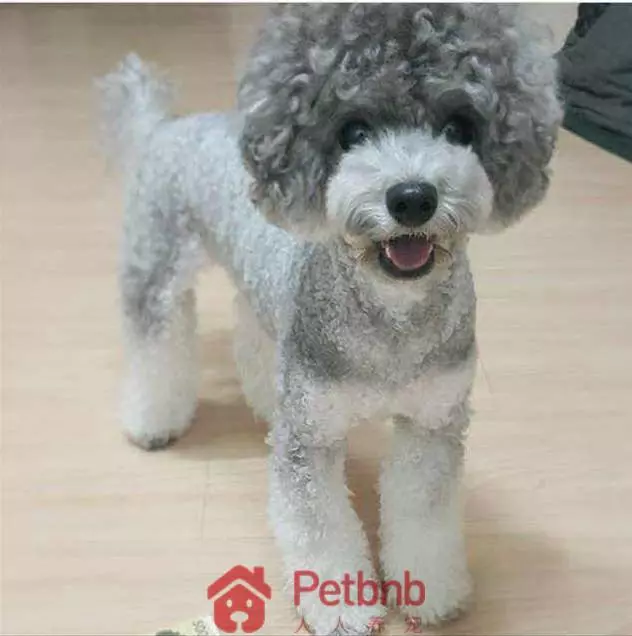 貴賓犬毛色大全!那些稀有色99%的人都沒見過哦~