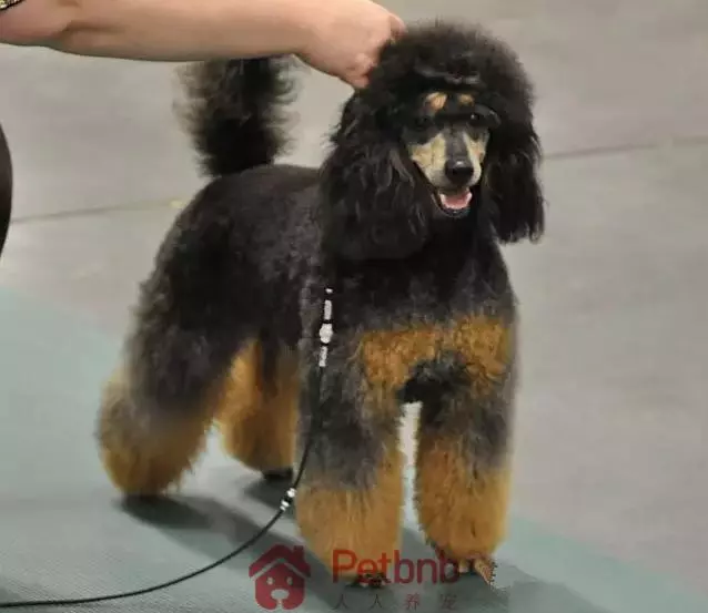 貴賓犬毛色大全!那些稀有色99%的人都沒見過哦~