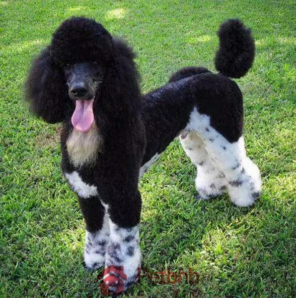 貴賓犬毛色大全!那些稀有色99%的人都沒見過哦~