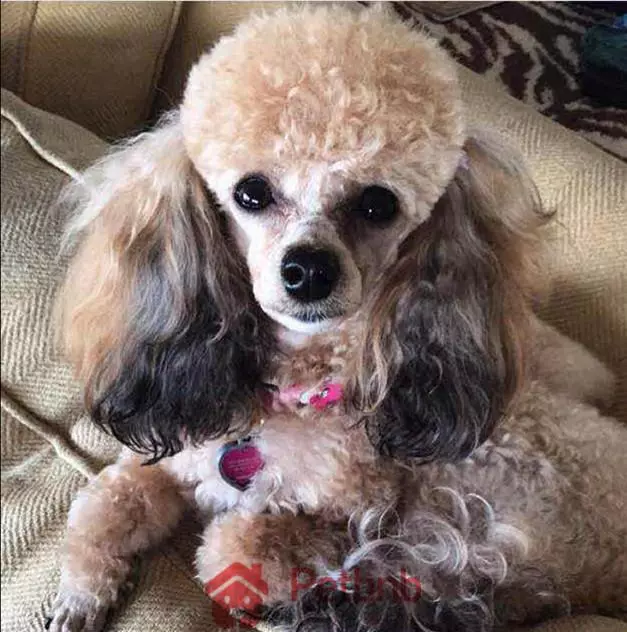 貴賓犬毛色大全!那些稀有色99%的人都沒見過哦~
