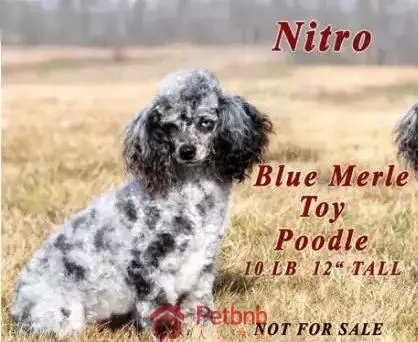 貴賓犬毛色大全!那些稀有色99%的人都沒見過哦~