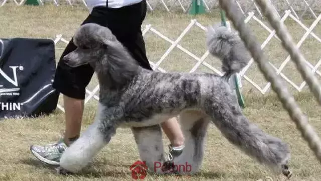 貴賓犬毛色大全!那些稀有色99%的人都沒見過哦~