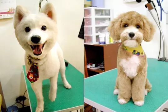 帶狗狗去美容,剪完發現少了一隻耳朵