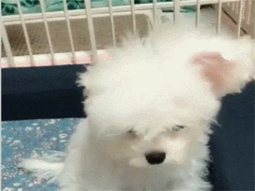 帶狗狗去美容,剪完發現少了一隻耳朵