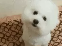 帶狗狗去美容,剪完發現少了一隻耳朵