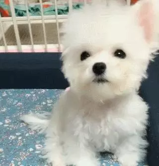 帶狗狗去美容,剪完發現少了一隻耳朵