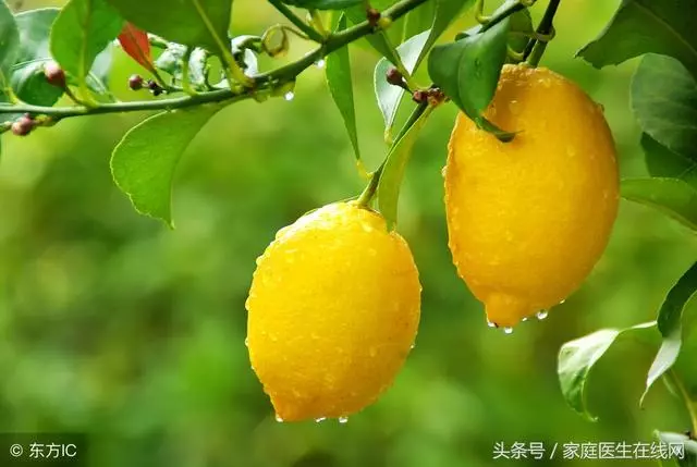 檸檬有什麼功效?這5個功能,錯過了會很可惜