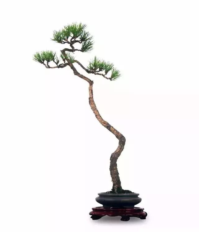 盆景實戰大師教你黃山松整形與養護