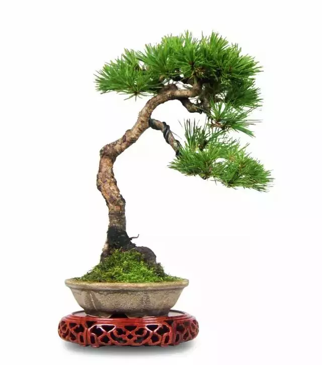 盆景實戰大師教你黃山松整形與養護