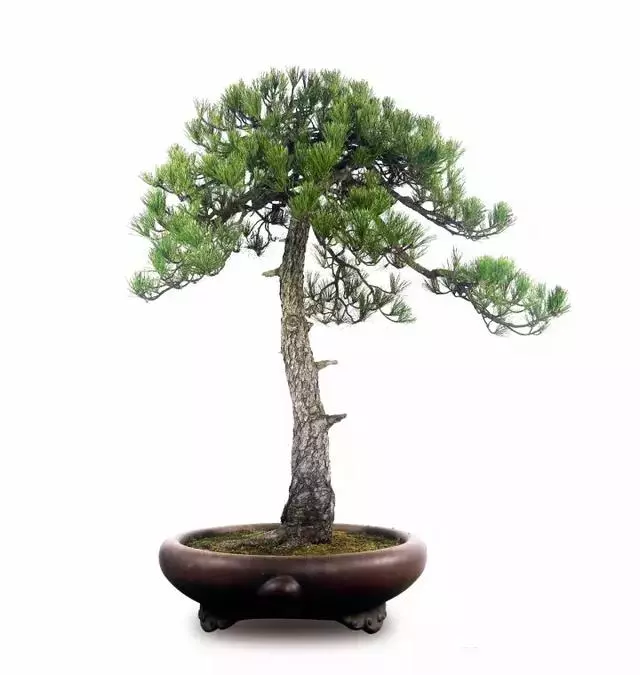 盆景實戰大師教你黃山松整形與養護