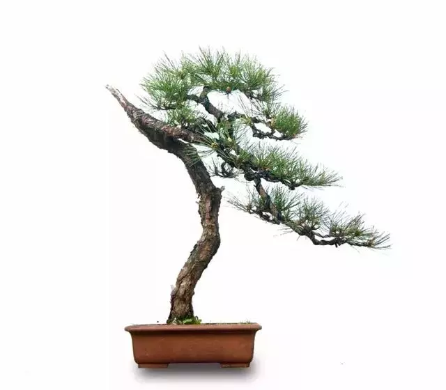 盆景實戰大師教你黃山松整形與養護
