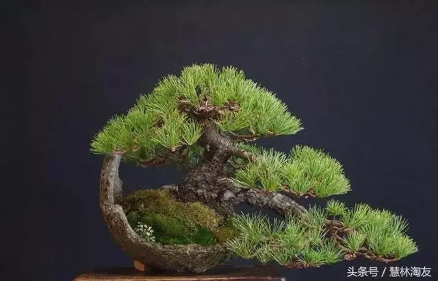 給自家盆景造型,這有不得不知的幾個技巧