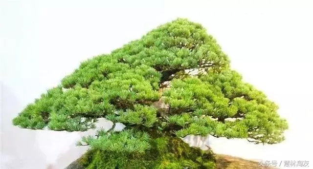 給自家盆景造型,這有不得不知的幾個技巧