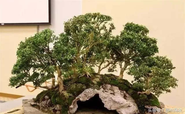給自家盆景造型,這有不得不知的幾個技巧