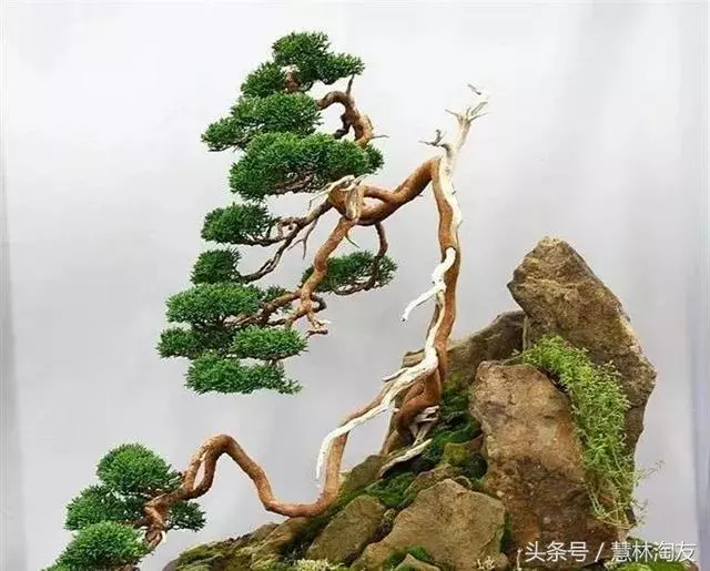 給自家盆景造型,這有不得不知的幾個技巧