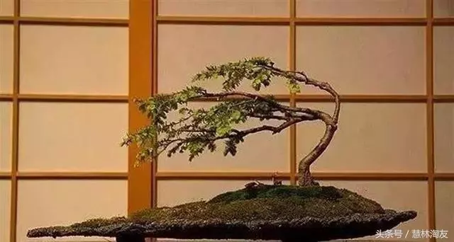 給自家盆景造型,這有不得不知的幾個技巧