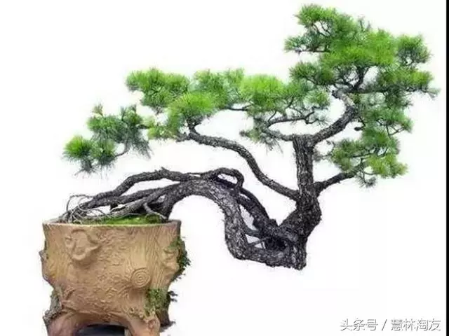 給自家盆景造型,這有不得不知的幾個技巧