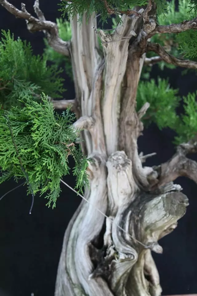 分享:王恆亮老師製作一棵扁柏樹盆景(圖解全過程)