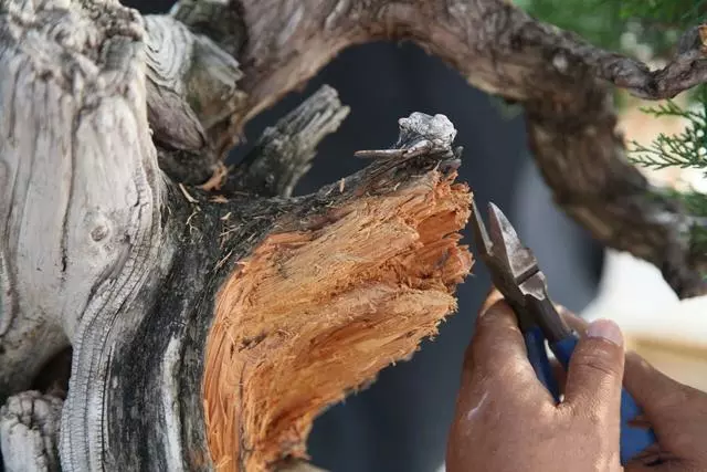 分享:王恆亮老師製作一棵扁柏樹盆景(圖解全過程)