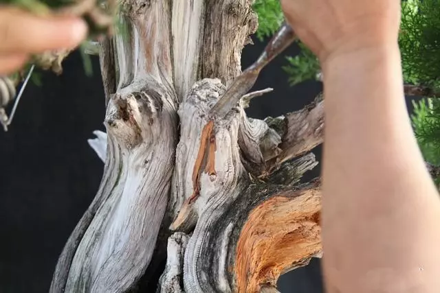 分享:王恆亮老師製作一棵扁柏樹盆景(圖解全過程)