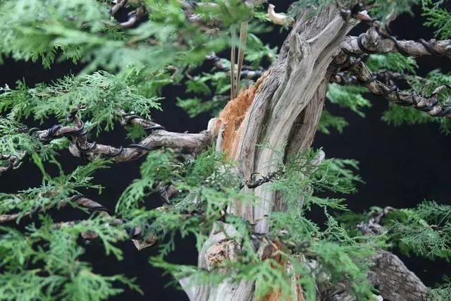 分享:王恆亮老師製作一棵扁柏樹盆景(圖解全過程)