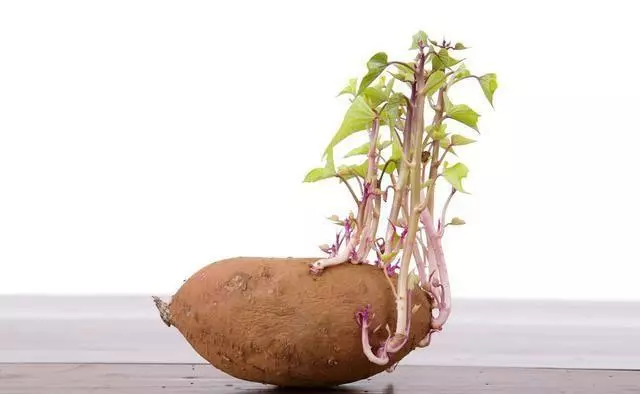 醫生:7種發芽的食物,3種不能吃,要丟掉,4種營養倍增,要珍惜