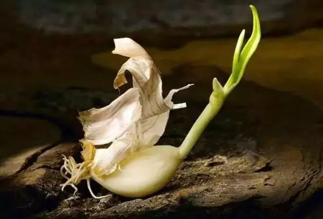 醫生:7種發芽的食物,3種不能吃,要丟掉,4種營養倍增,要珍惜