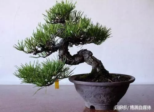 松樹盆景的高壓繁殖,很值得盆景人學習!
