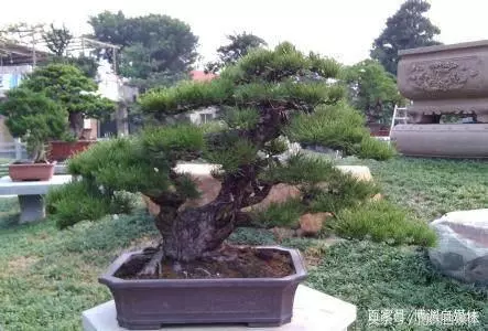 松樹盆景的高壓繁殖,很值得盆景人學習!