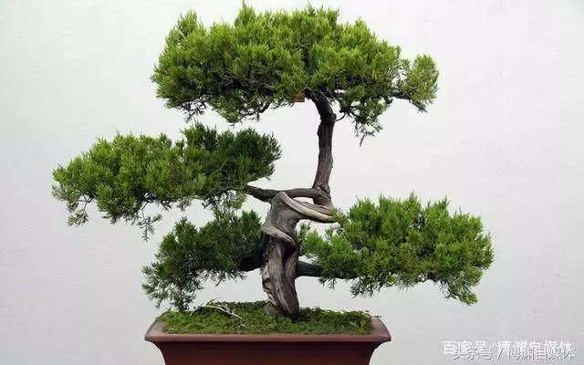 松樹盆景的高壓繁殖,很值得盆景人學習!