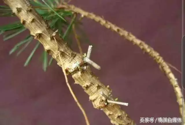 松樹盆景的高壓繁殖,很值得盆景人學習!