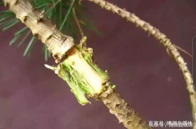 松樹盆景的高壓繁殖,很值得盆景人學習!