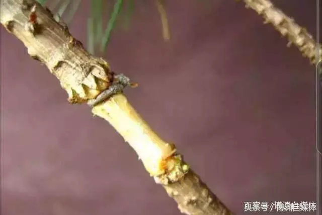 松樹盆景的高壓繁殖,很值得盆景人學習!
