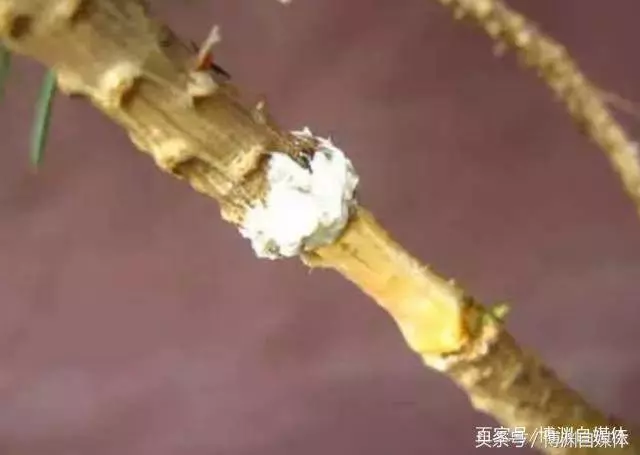 松樹盆景的高壓繁殖,很值得盆景人學習!