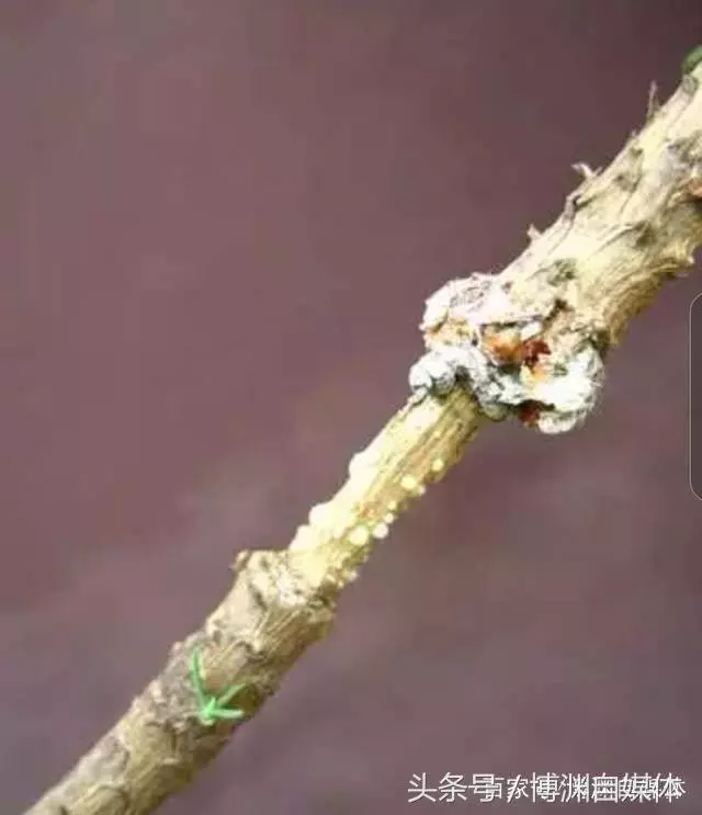 松樹盆景的高壓繁殖,很值得盆景人學習!