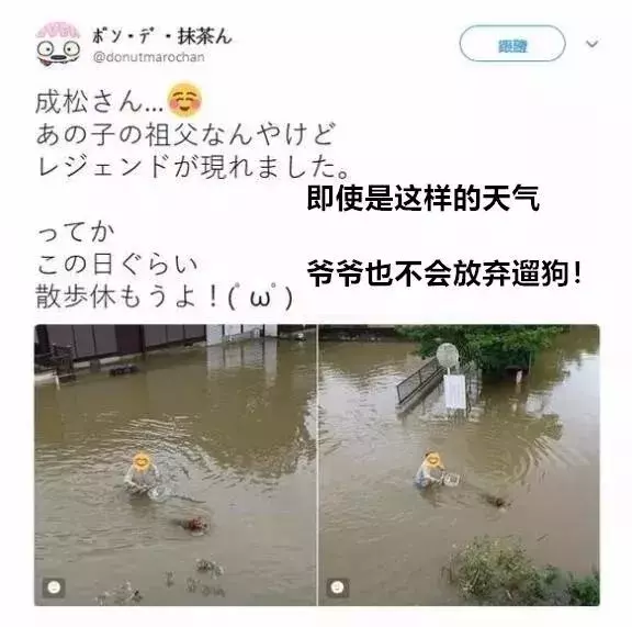 敢在暴雨天遛狗的主人……都是勇士