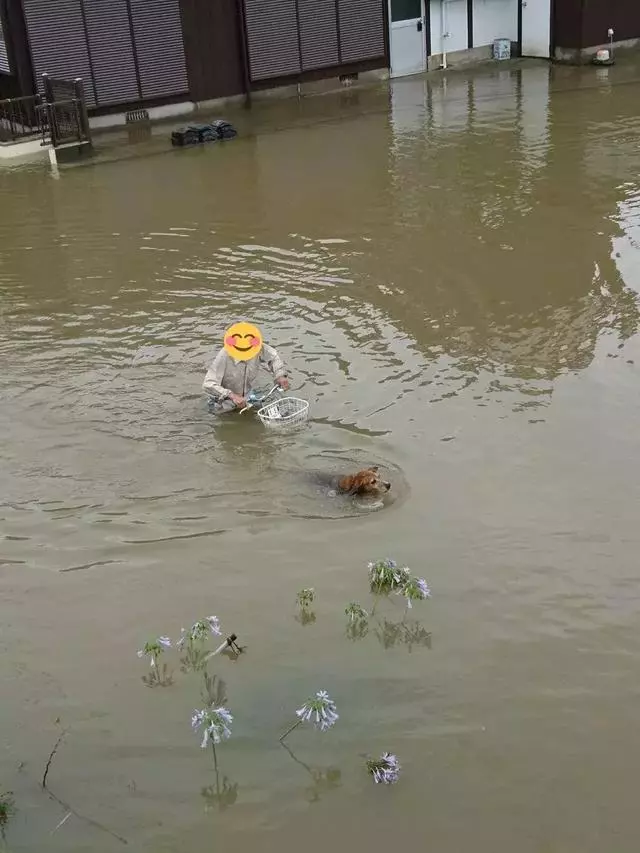 敢在暴雨天遛狗的主人……都是勇士