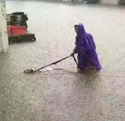 敢在暴雨天遛狗的主人……都是勇士