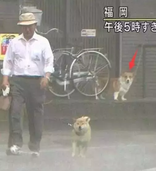敢在暴雨天遛狗的主人……都是勇士