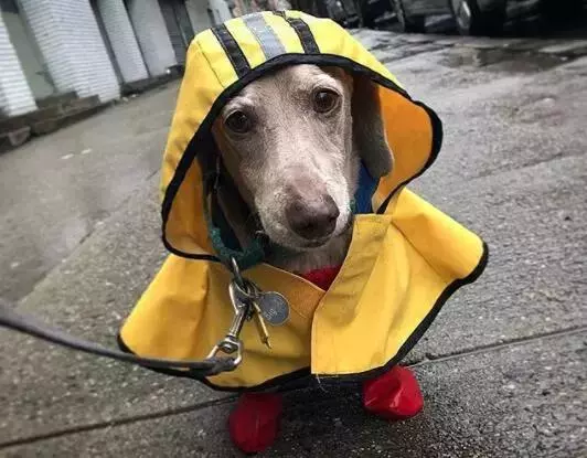 敢在暴雨天遛狗的主人……都是勇士