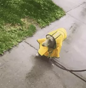 敢在暴雨天遛狗的主人……都是勇士