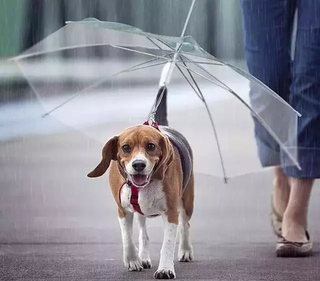 敢在暴雨天遛狗的主人……都是勇士