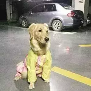 敢在暴雨天遛狗的主人……都是勇士