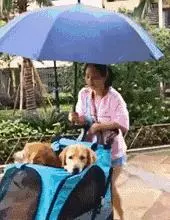 敢在暴雨天遛狗的主人……都是勇士