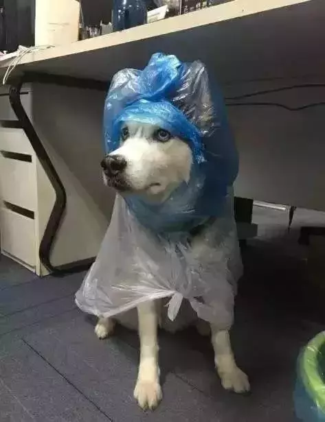敢在暴雨天遛狗的主人……都是勇士