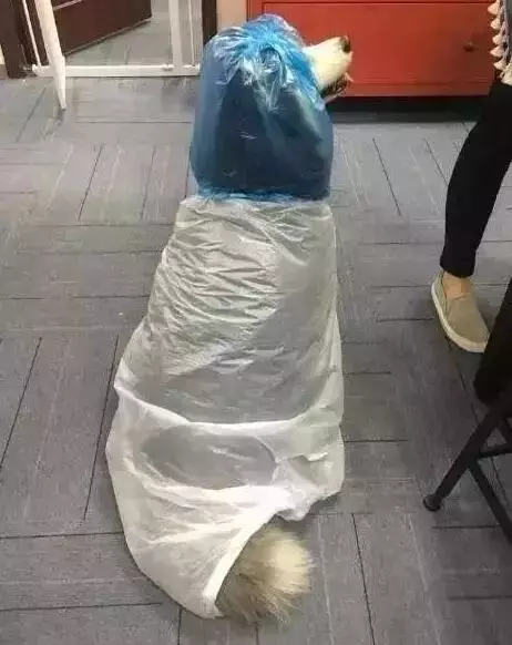 敢在暴雨天遛狗的主人……都是勇士